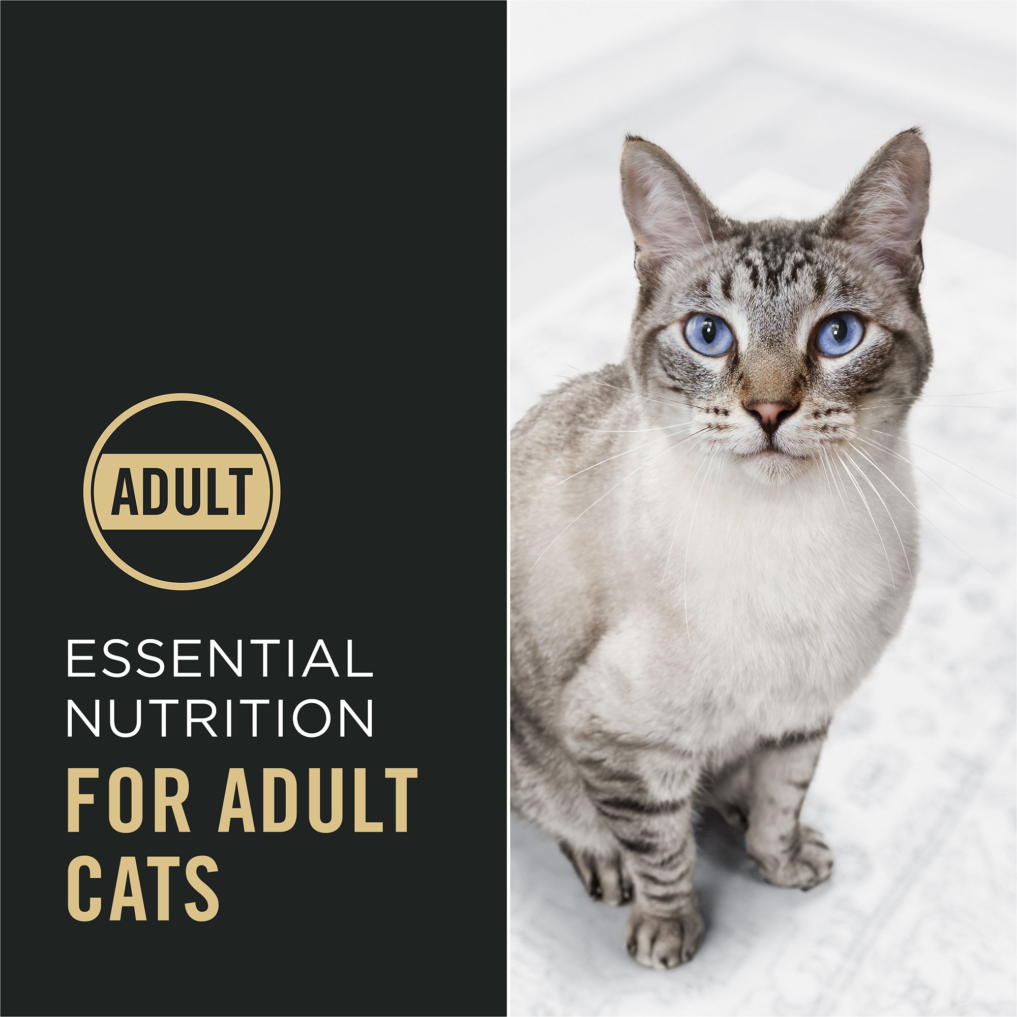 Purina Pro Plan Complete Essentials Adult Dry Cat Food - With Vitamins, Probiotics, Chicken & Rice - Image 2