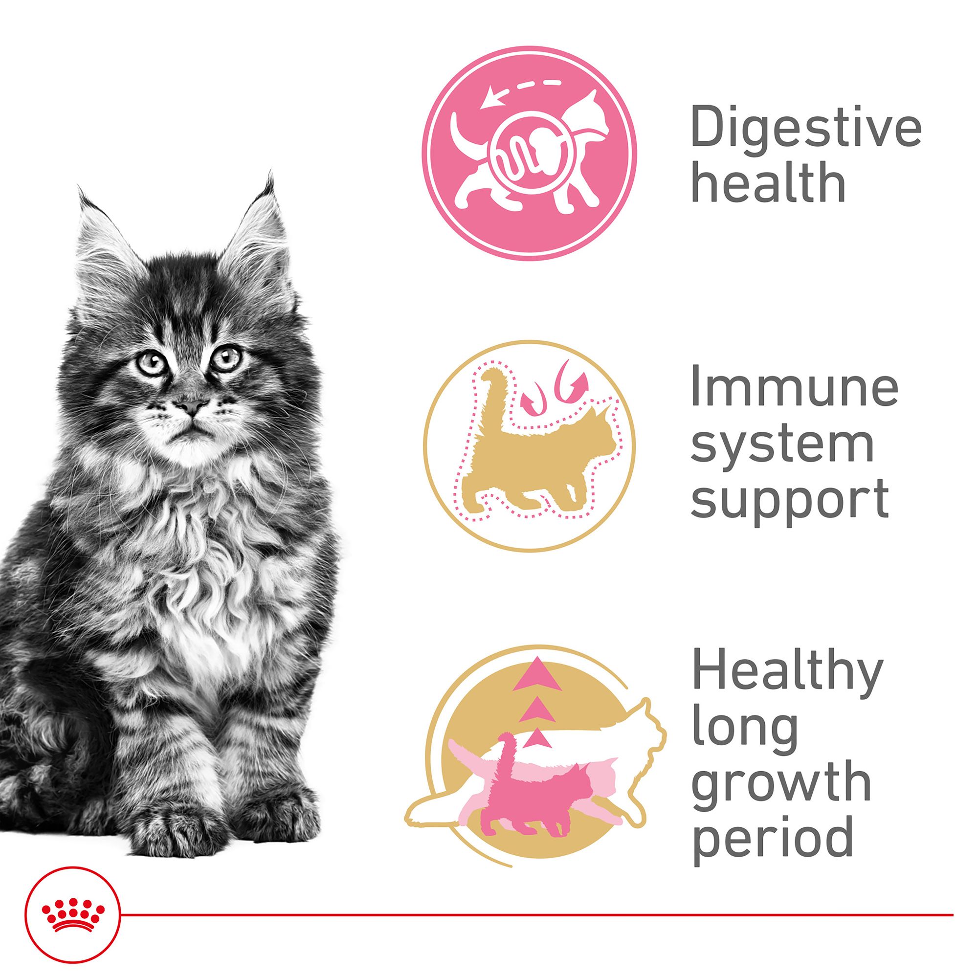 Royal Canin® Feline Breed Nutrition Maine Coon Breed Kitten Dry Cat Food - Image 5