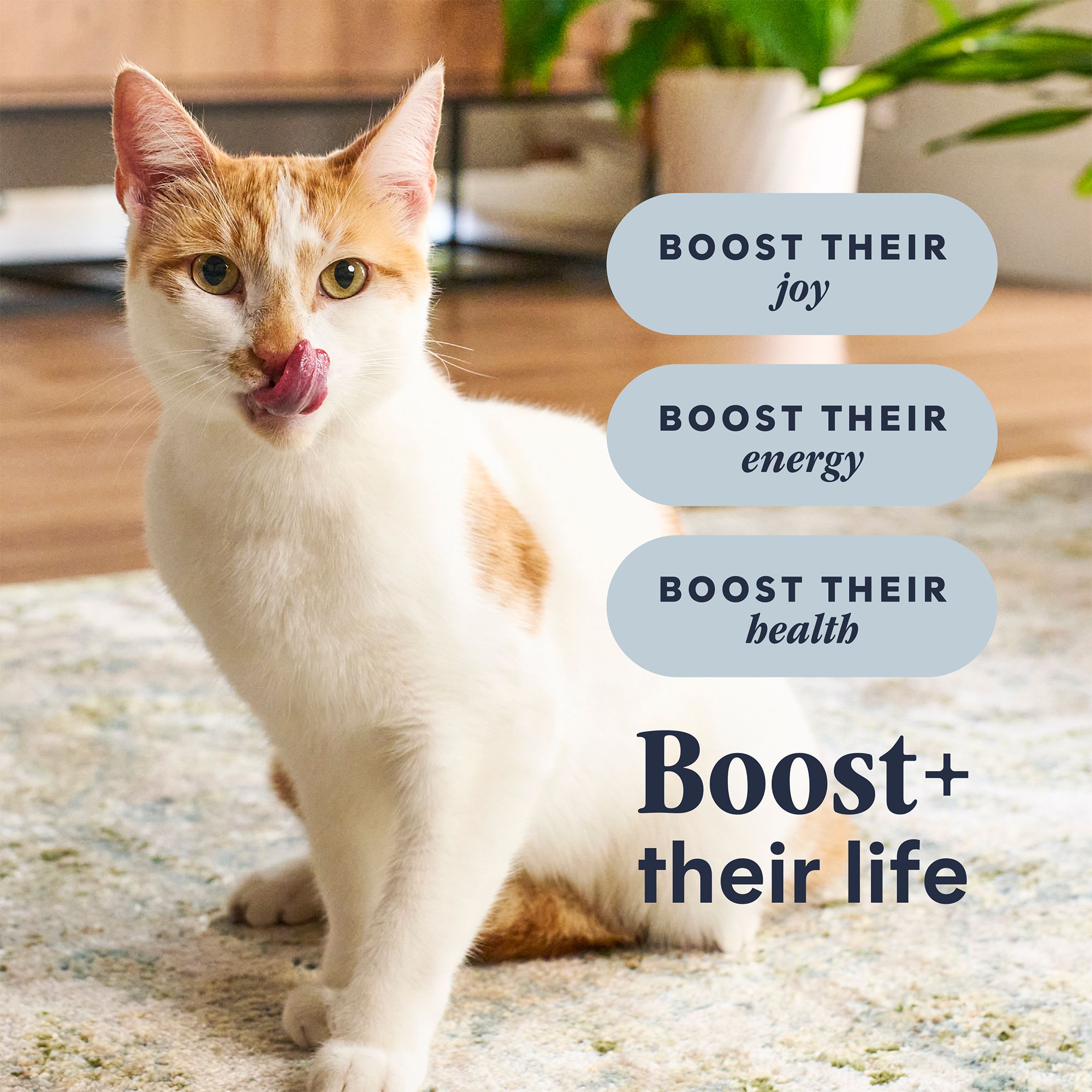 Instinct® Raw Boost Indoor Health All Life Stage Dry Cat Food - Rabbit - Image 5