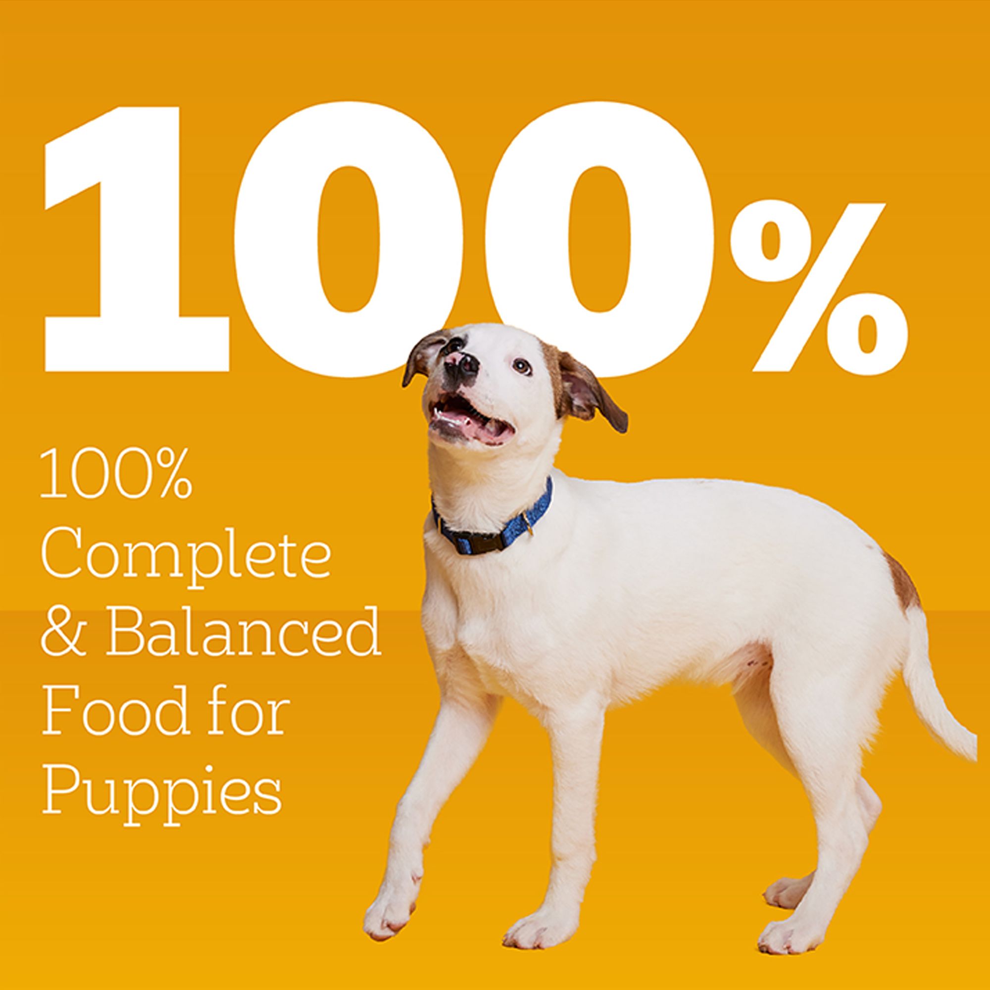 Pedigree® Chopped Ground Dinner Puppy Wet Dog Food - Heathy Brain Development - Image 4