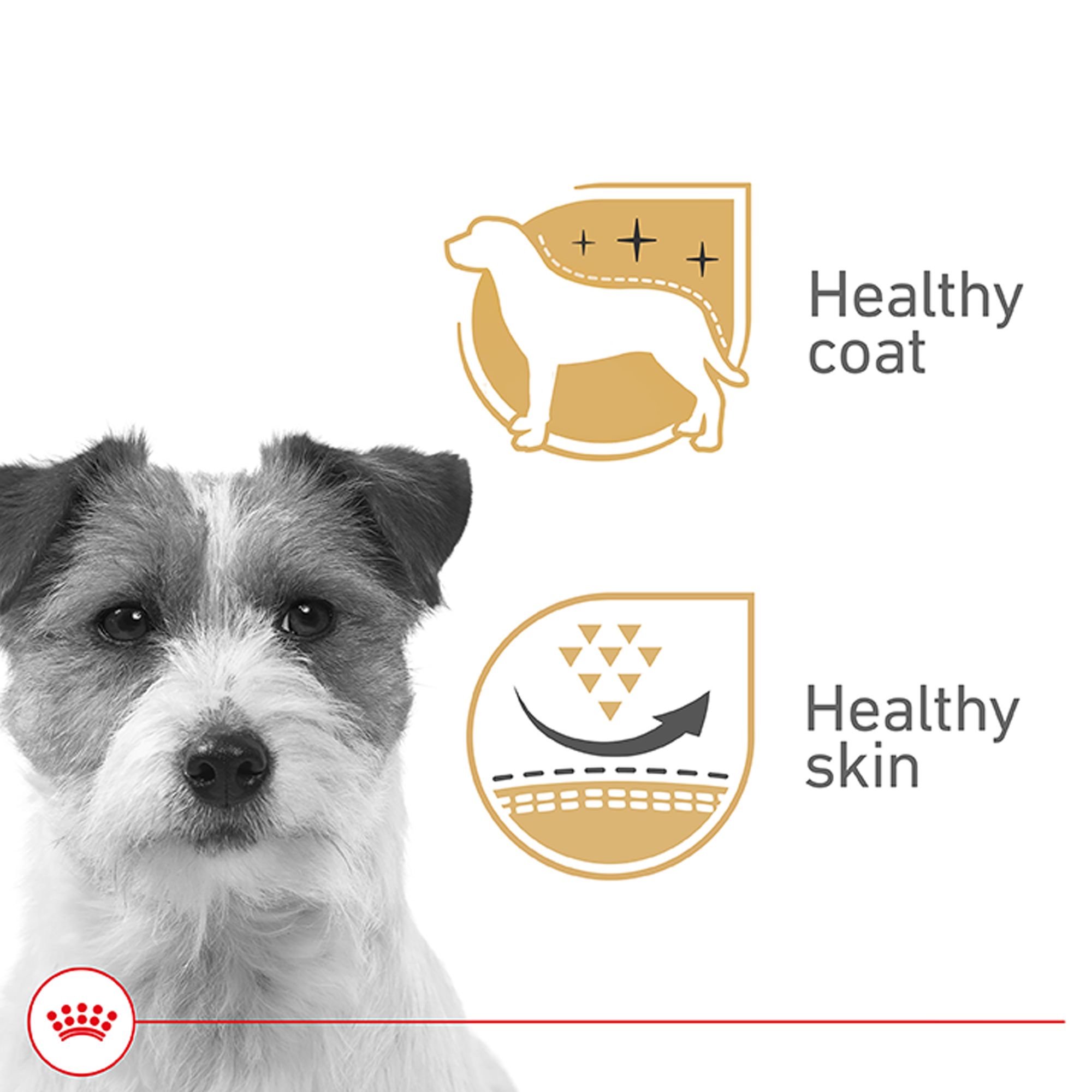 Royal Canin Canine Health Nutrition Beauty Adult Wet Dog Food – Loaf in Sauce - Image 2